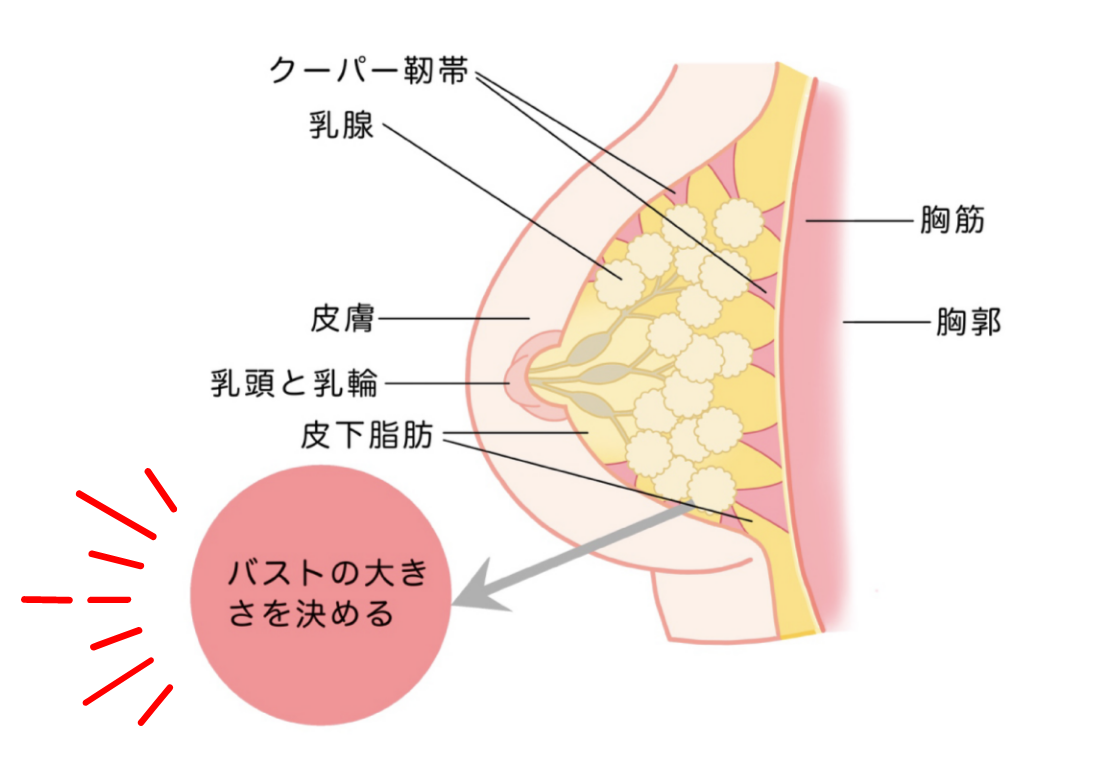 バストの大きさを決める